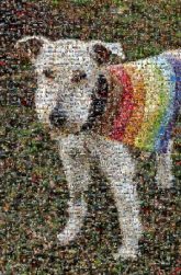 Wire Fox Terrier Wire Fox Terrier Sporting Lucas Terrier Irish Terrier Lurcher Fox Terrier Companion dog Terrier Ancient dog breeds Carnivores Dog Clothes Snout Fur Working animal Canidae Pet Supply Dog Supply