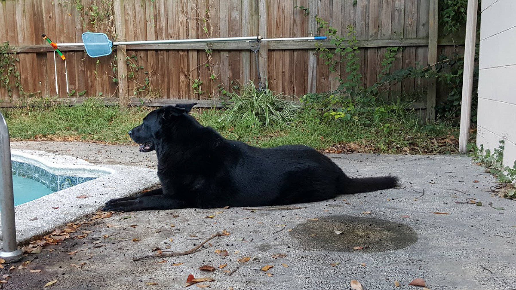 photo mosaic main source image