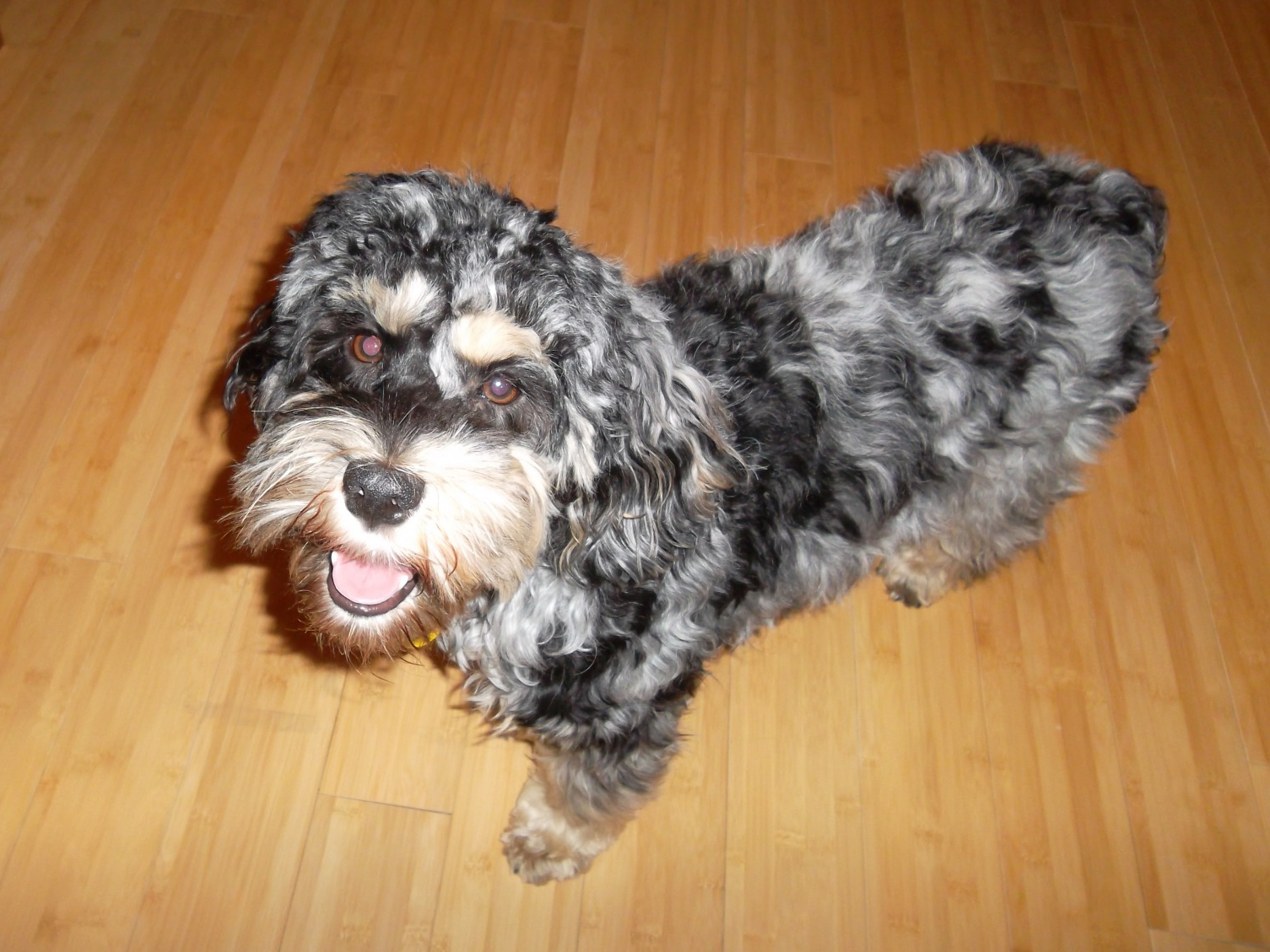 photo mosaic main source image